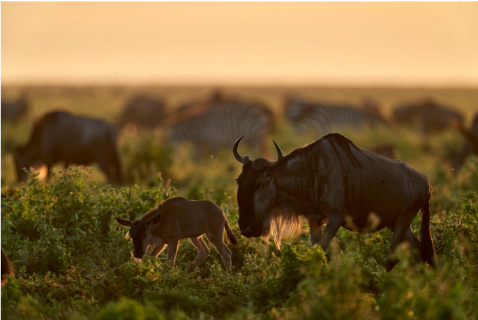 Serengeti Great Migration: The Complete Guide